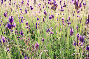 Obraz premium Close up of delicate lavender flower