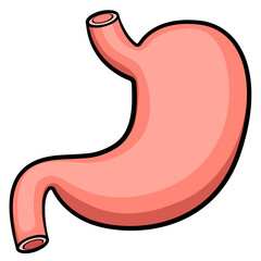 Vector stomach digestive system organ
