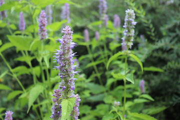 Agastache rugosa is a medicinal and ornamental plant. They are commonly known as Korean Mint. Herbs in the garden.