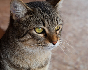 The face of a smart tabby cat
