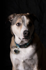 Mixed breed dog in studio lighting with black background.