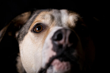 Mixed breed dog in studio lighting with black background.