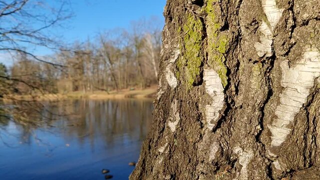 tło z korą, drzewem i stawem