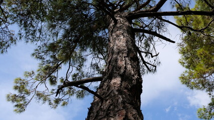 The old pine tree stretches branches high to the sky