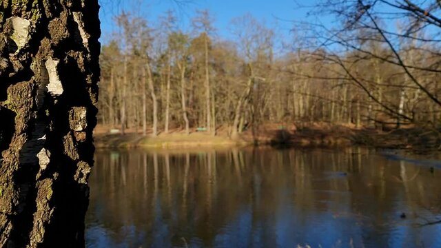 Widok na staw w parku w słoneczny dzień