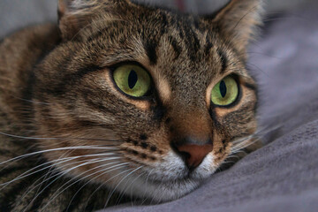 The cat is sleeping and looking at the camera