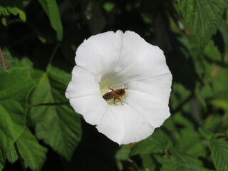 bee on a flower