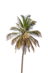 Fototapeta na wymiar View of a tropical palm tree, strong green in color with canopy with long branches, white background