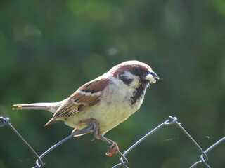 sparrow on a branch