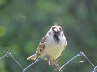sparrow on a branch