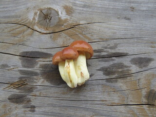mushrooms on a wooden table
