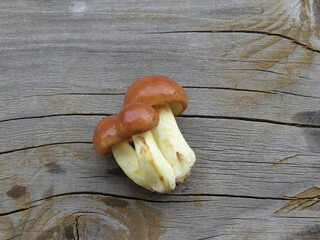 mushrooms on a wooden table