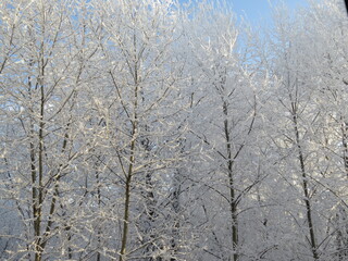 snow covered trees