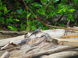 forest bird on the shore