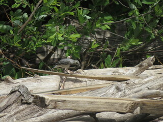 forest bird on the shore