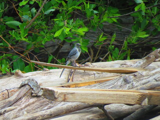 forest bird on the shore