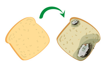 Fresh delicious bread becomes rotten and bad vector isolated. Slice of a bread with mold on it. Food garbage, snak for breakfast.