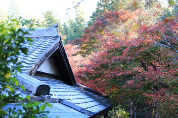 瓦屋根と紅葉