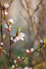 Cherry branch with buds and flowers on a spring day