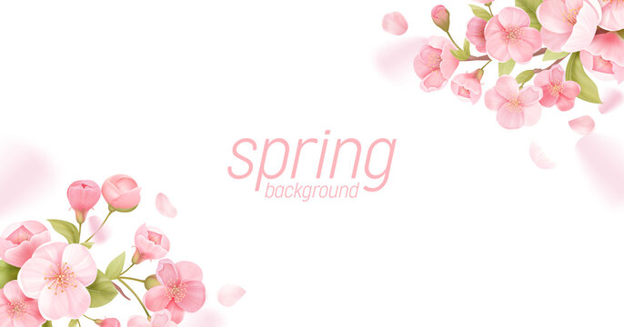 Sakura flowers realistic floral banner. Cherry blossom vector greeting card design. Spring flower illustration