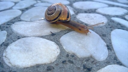 Schnecke auf Steinplatte