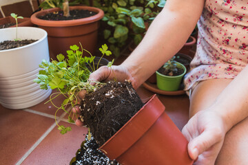 Detail of a person transplanting a parsley plant in a garden