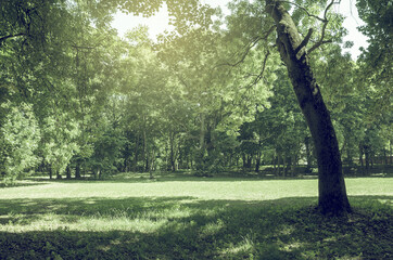 Sunny lawn in park and green trees.Summer or spring nature  forest landscape.