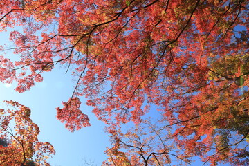 空を覆う紅葉