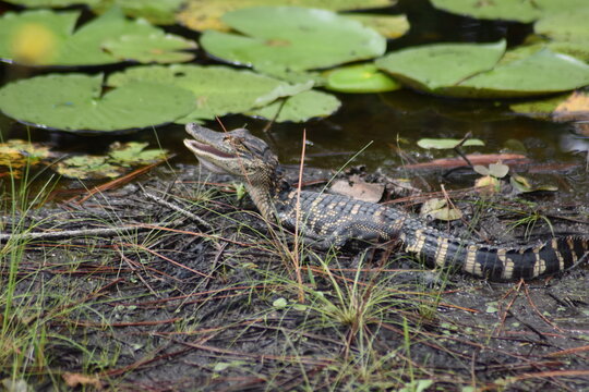 Adorable Baby Georgia alligator with open mouth with young stripes