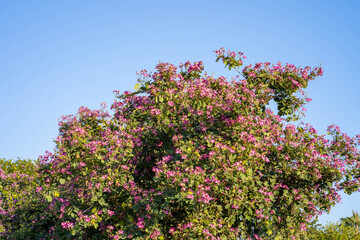 Obraz premium Blossom Bauhinia purpurea flower against blue sky.