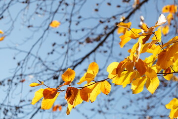 Bunt verfärbtes Herbstlaub an an einer Buche , Deutschland