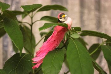 Toy pink bird among the branches of the mango tree on large leaves, white background in the interior. High quality photo