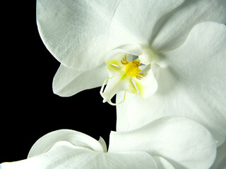 White Phalaenopsis on black background closeup