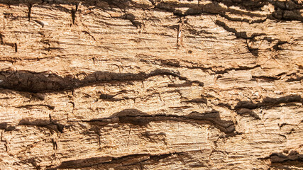 the bark of a tree texture background stock photo