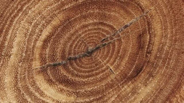 Rings texture of old tree. Move or cause to move in a circle around an axis or center