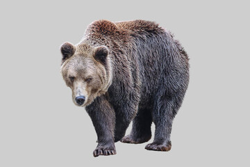 Male beast bear on an isolated background.