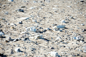 shells on the beach