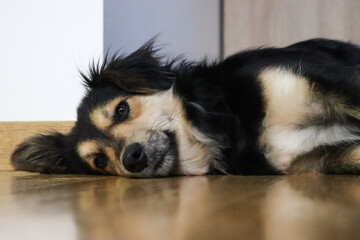 the drowned ear of a dog lying at home
