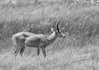 Common Reedbuck