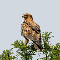 Tawny Eagle