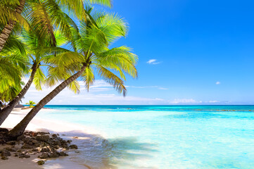 Coconut Palm trees on white sandy beach in Punta Cana, Dominican Republic. - 403210615