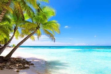 Foto op Plexiglas Coconut Palm trees on white sandy beach in Punta Cana, Dominican Republic. © preto_perola
