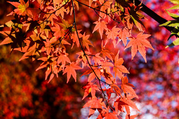 赤い もみじ 紅葉 鮮やか 美しい