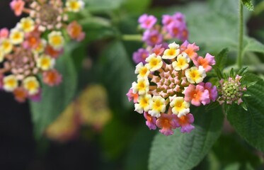Colourful wild lantana flowers growing in the jungle