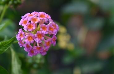 Pretty pink lantana flowers in full bloom in a garden