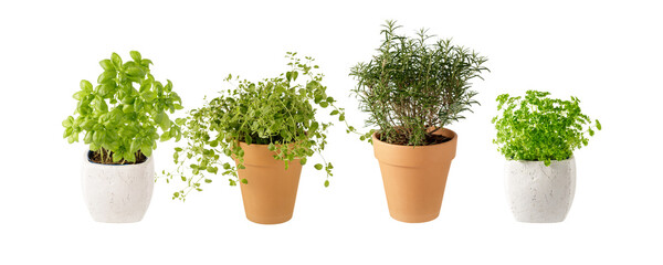 Potted aromatic food herbs collection for garden or home. Basil, rosemary, oregano, parsley plants in clay pots isolated on white background