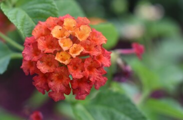Close up of pretty lantana flowers in full bloom