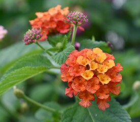 Colourful wild lantana flowers growing in the jungle