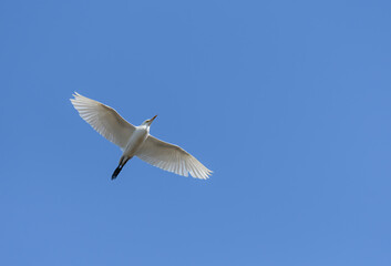 Volo di un airone guardabuoi