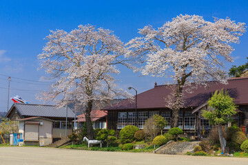 Fototapeta na wymiar 大子町　旧上岡小学校の桜